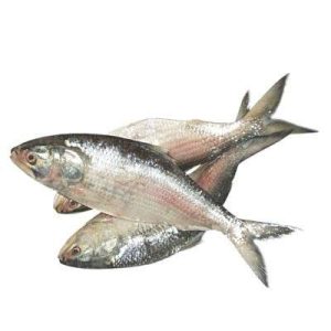 hilsa2